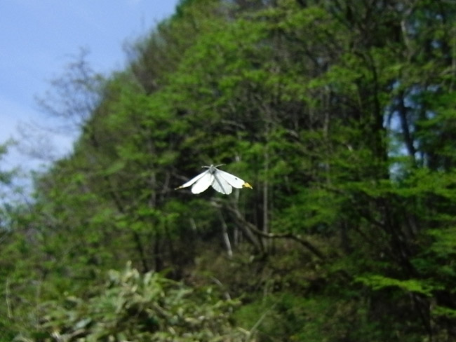 ツマキチョウの飛翔