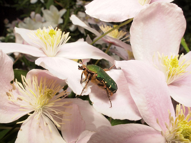 アオハナムグリ