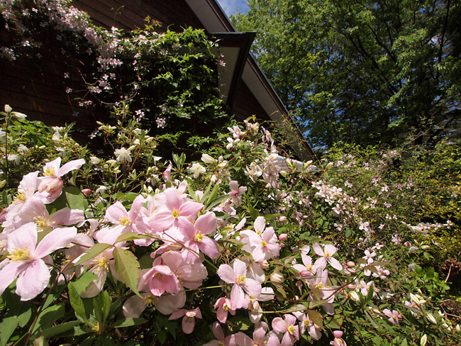 庭のクレマチスは満開