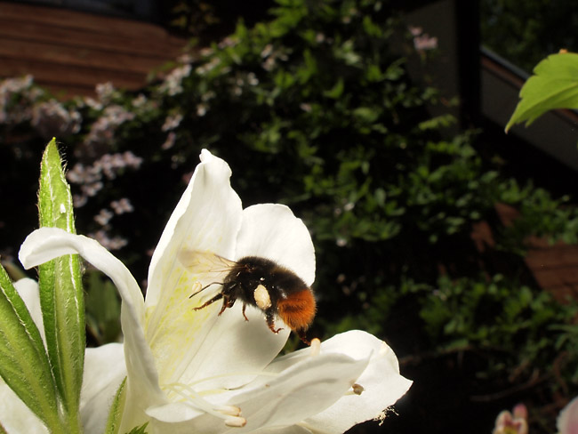 コマルハナバチ