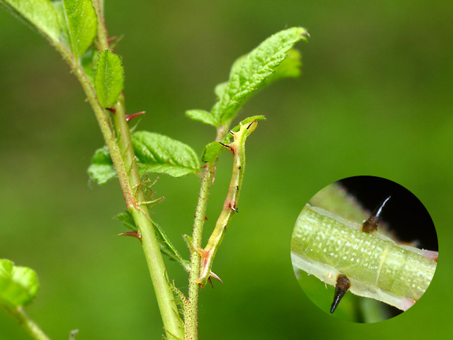 キエダシャクの幼虫