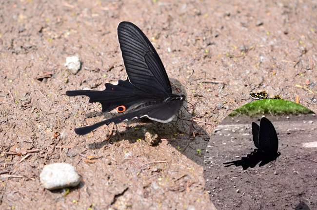 オナガアゲハの吸水