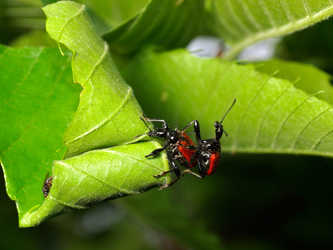 気の毒なナミオトシブミ