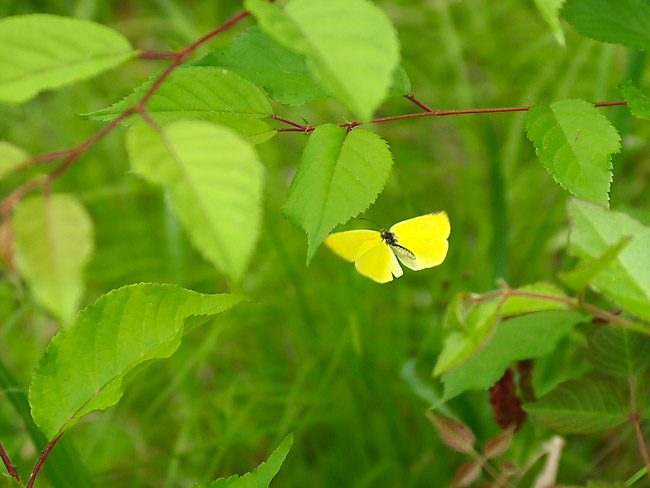 メスを探すキチョウ