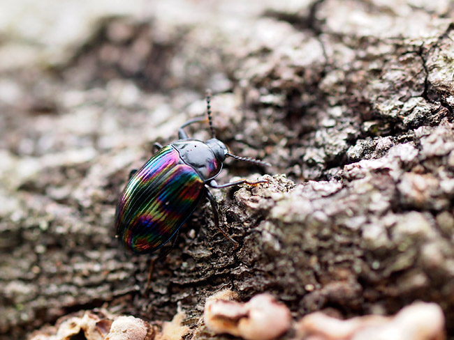 ニジゴミムシダマシ