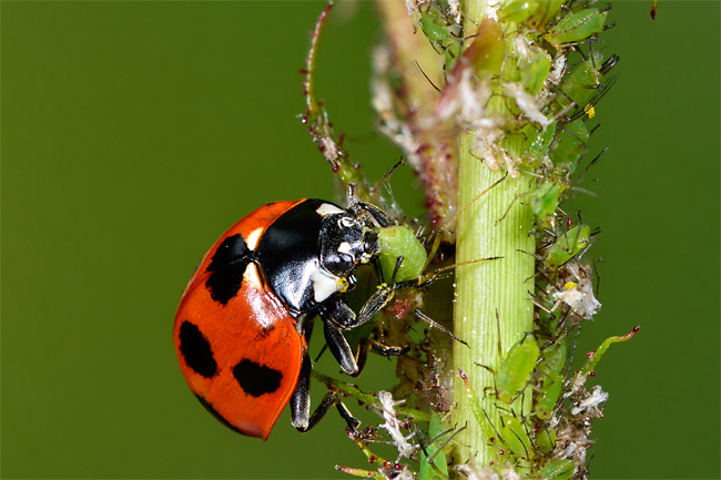 ナナホシテントウの補食