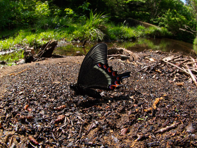 ミヤマカラスアゲハ春型の吸水