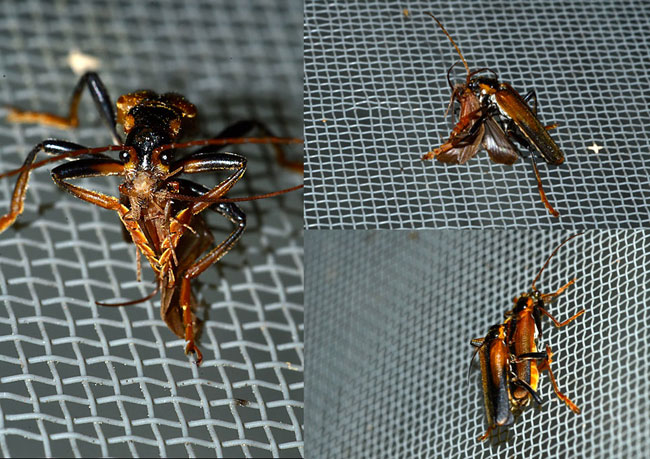 ジョウカイボン