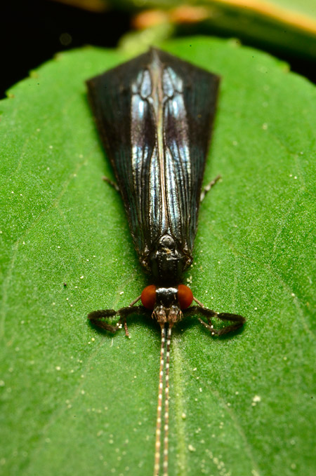 アオヒゲナガトビケラ