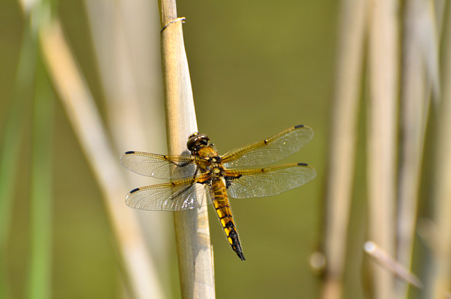 ヨツボシトンボ
