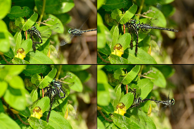 ドジなオス（コサナエ）