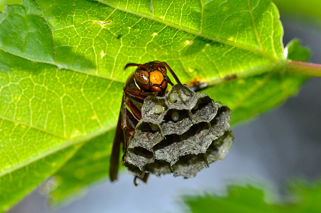 キボシアシナガバチ