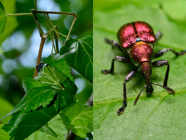 イタヤハマキチョッキリ