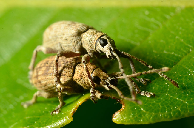 クチブトゾウムシ