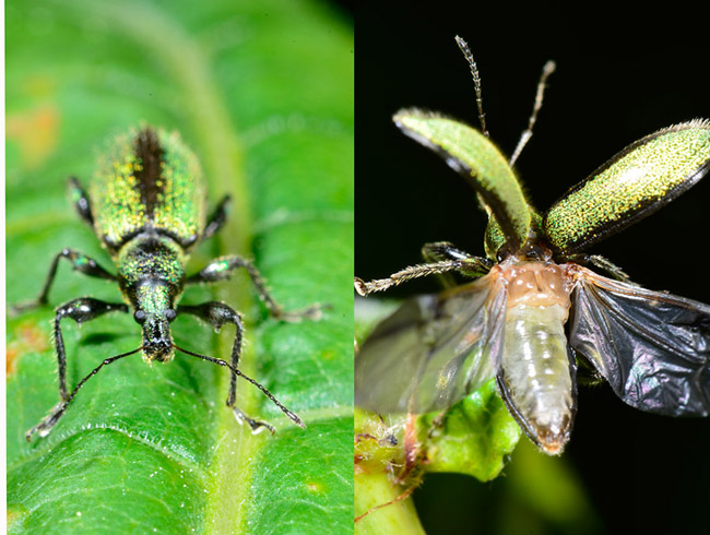 リンゴコフキゾウムシ