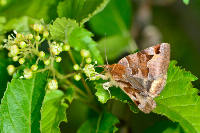 カエデの仲間の花の蜜を吸うツメクサキシタバ
