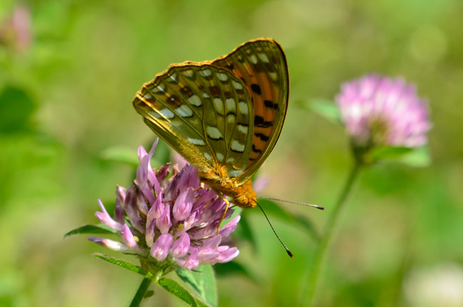  ウラギンヒョウモン