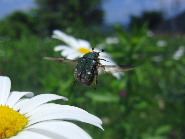 フランスギクとコアオハナムグリ
