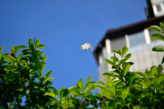 モンシロチョウ