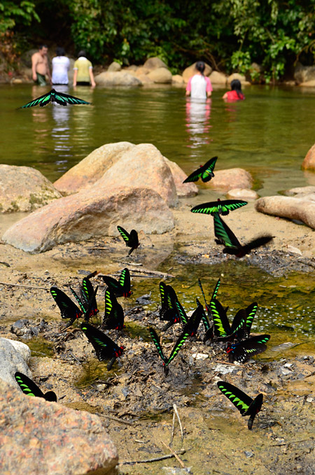 アカエリトリバネアゲハ