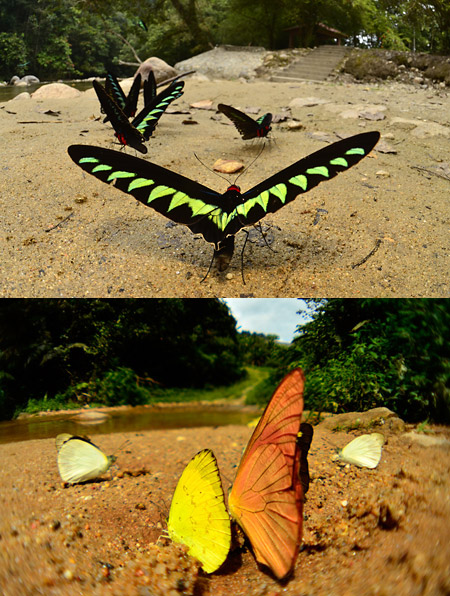魚露目と魚眼レンズ