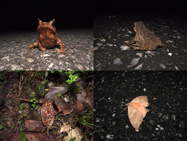 夜のカエル