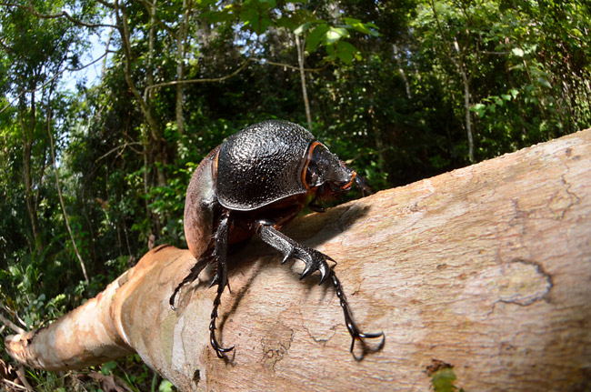 タイリクコーカサスオオカブト 