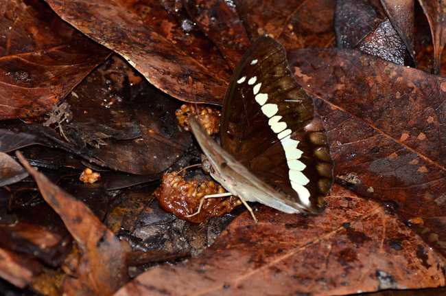 テウタイナズマ（Euthalia teuta rayana）