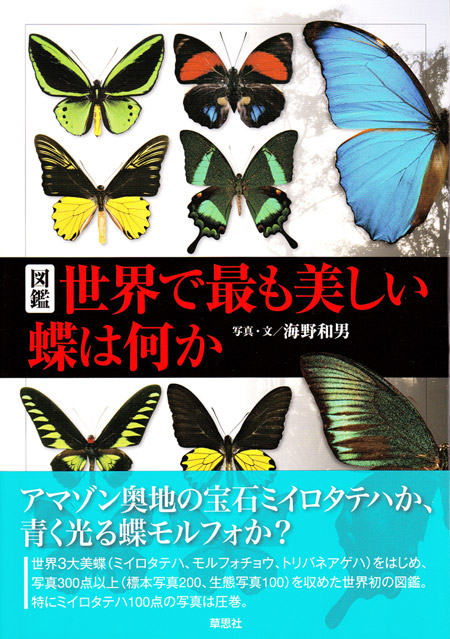 世界で最も美しい蝶は何か