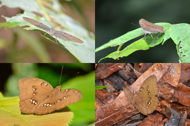 ドゥンヤイナズマ