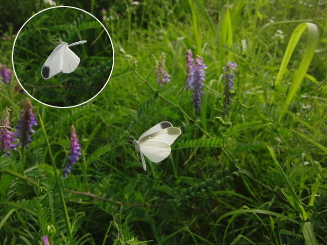ヒメシロチョウ夏型