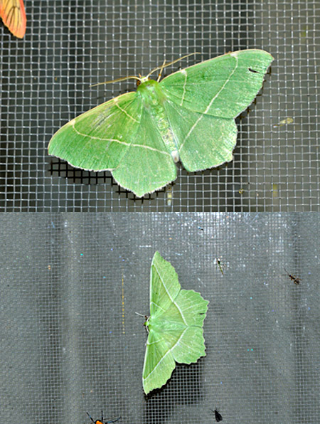 アオシャクの季節