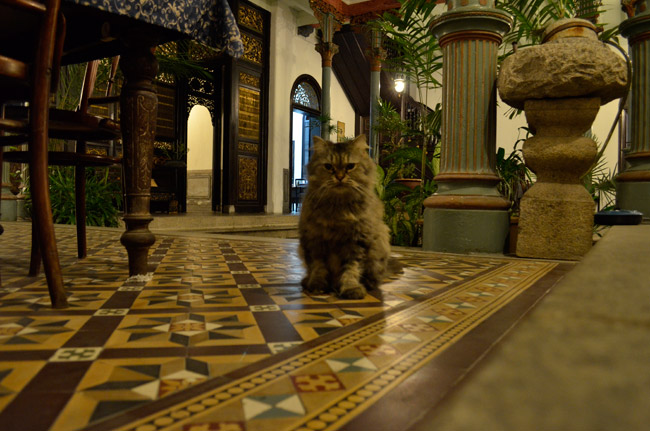 ブルーマンションのネコ