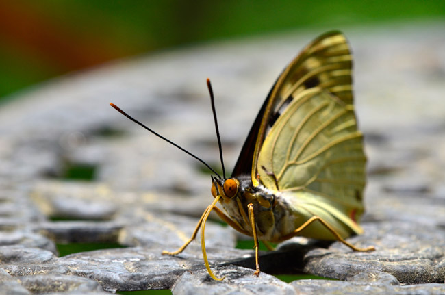 庭のオオムラサキ