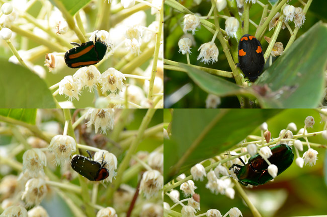 ランカウィ島の小さなハナムグリ