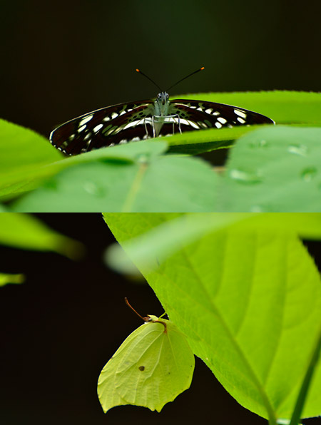 庭のホシミスジとスジボソヤマキ