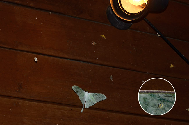 オナガミズアオ