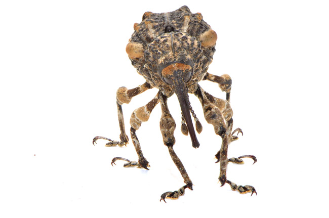 マダラアシゾウムシ