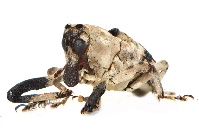 アシナガオニゾウムシ