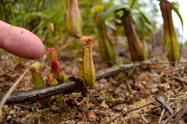 小さなウツボカズラ