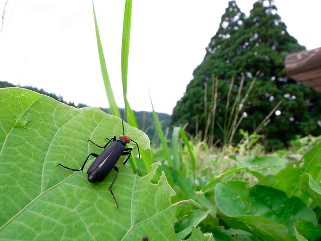 トトロの木とマメハンミョウ