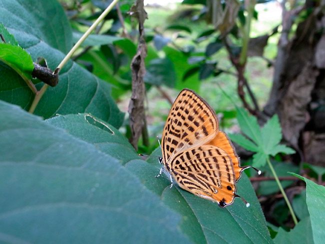 ウラナミアカシジミ