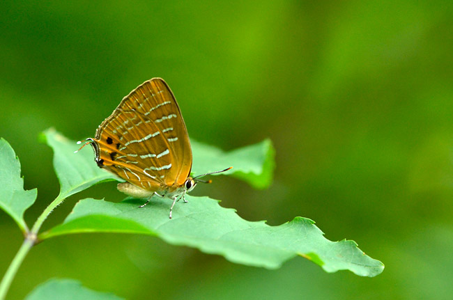 ダイセンシジミ