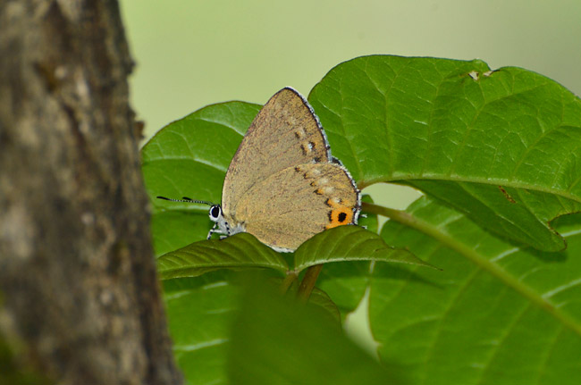 ウラキンシジミ