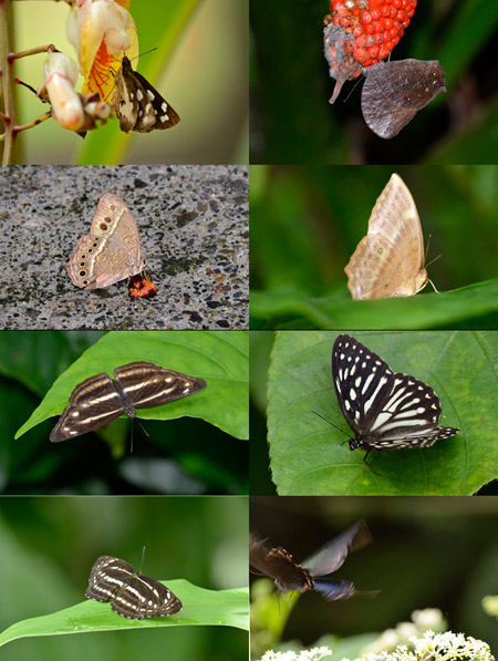 昆虫館の裏山のチョウ
