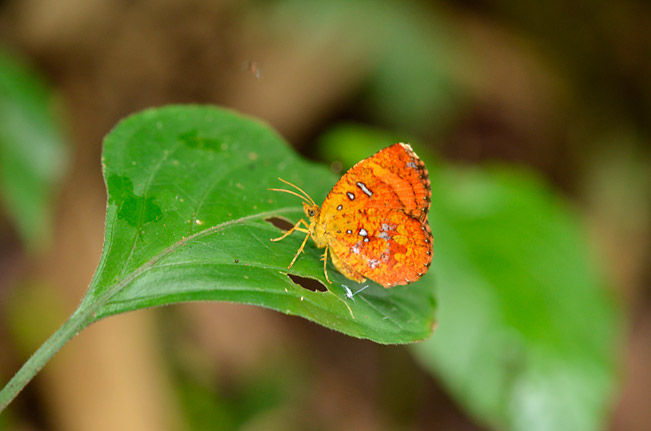 ベニイカリモンガ