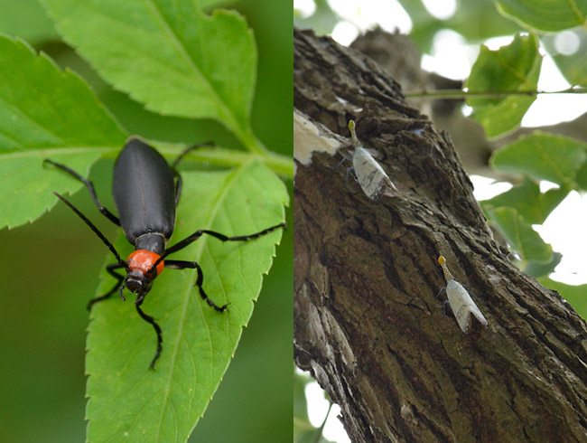 ワタナベテングビワハゴロモ