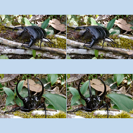 オオヒラタクワガタ(3D写真）