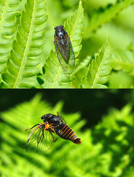 サハリンで見たセミ