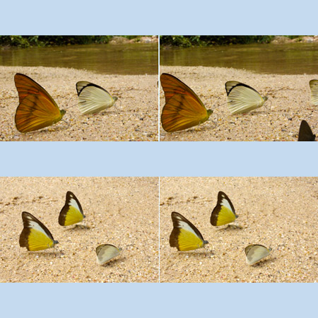 ベニシロチョウとタイワンシロチョウ(3D写真）